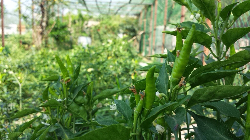 Home Grown Vegetables and Herbs At Maan Mandir